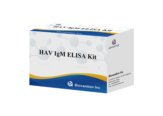 Kháng thể viêm gan A Virus HAV IgM In Vitro Enzyme Immunoassay Serum / Plasma