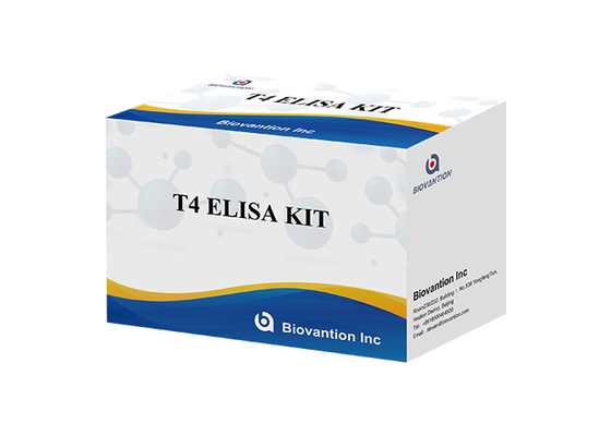 Thyroxine T4 Elisa Detection Kit Chẩn đoán chính xác cao Sử dụng trong bệnh viện và phòng thí nghiệm