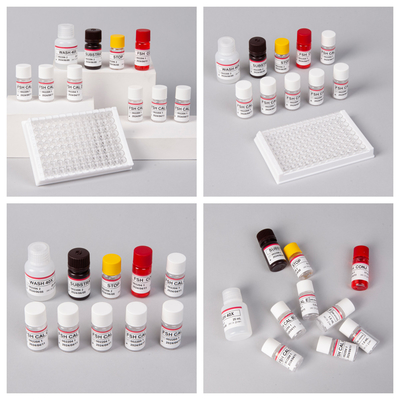 Thời gian sử dụng 18 tháng Độ nhạy FSH (thể lượng) ELISA Kit cho phát hiện kháng thể kháng nguyên