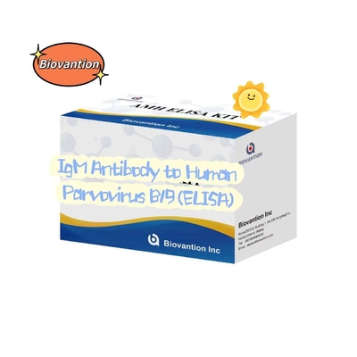 Kháng thể đối với parvovirus B19 của con người IgM ELISA Test Kit