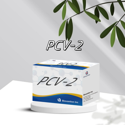 WB/S/P PCV-2 ELISA thử nghiệm kháng thể động vật