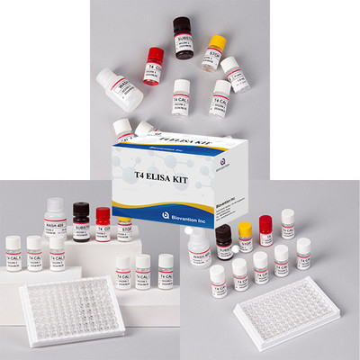 Thử nghiệm hormone tuyến giáp thường sử dụng T4 Triiodothyronine ELISA TEST KIT