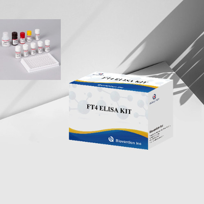 FT4 Elisa Test Kit Thyroxin Free Enzyme-Linked Immunoassay Kit Kiểm tra định lượng