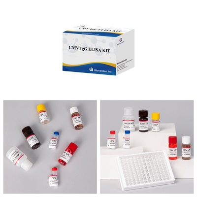 Biovantion High-Sensitivity CMV ELISA Reagent Kit để phát hiện kháng thể virut cytomegalovirus