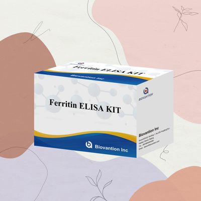 Biovantion Thiết bị thử nghiệm Ferritin Elisa độ nhạy cao Khảo sát định lượng cho chẩn đoán lâm sàng và nghiên cứu Sử dụng mẫu huyết thanh plasma của con người