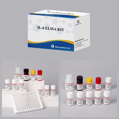 IL-6 Interleukin-6 Human ELISA Kit với độ chính xác 99% 24 tháng thời hạn sử dụng và 96 xét nghiệm/Kit
